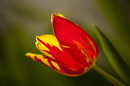 Mickeymaus Tulpe