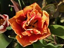 Tulpenblick 1
