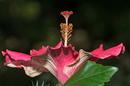 Unser Hibiskus