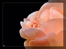 Rosenzeit - Foto 3