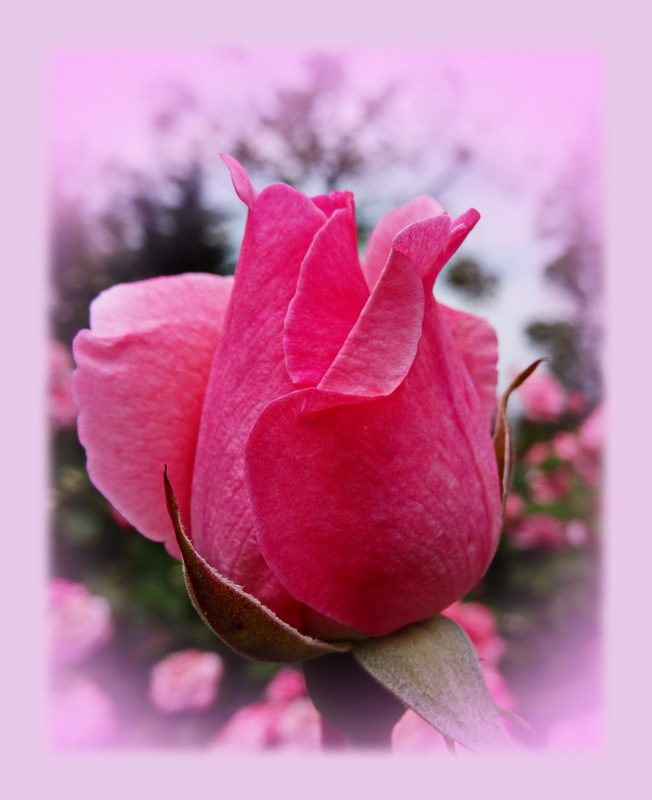 Rosen sind Freuden des Augenblicks