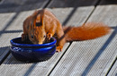 Eichhörnchen an der Vogeltränke