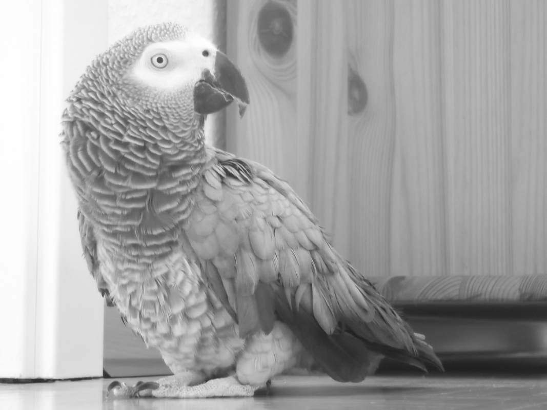 ...Was guggst du?... 