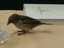 Spatz auf dem Tisch im weißen Rössel