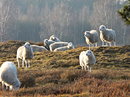 Beweidung der Heide