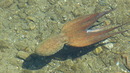Tintenfisch ganz nah am Ufer