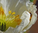 Fotos_Bienen, Wespen, Hummeln