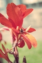 Fotos_Bienen, Wespen, Hummeln