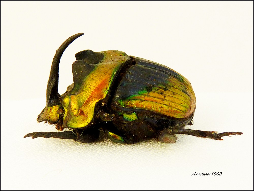Phanaeus imperator