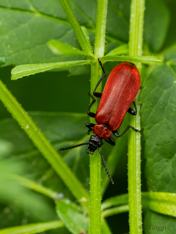 Schalachroter Feuerkäfer