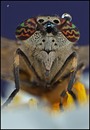 Fotos_Fliegen, Mücken, Schnaken