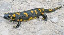 Feuerdrache