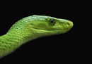 Mamba