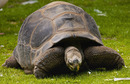 Schildkröte