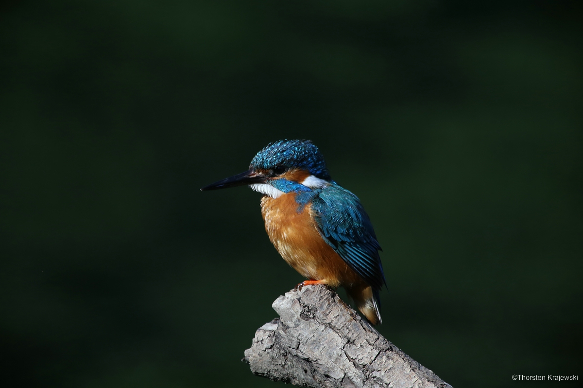 Eisvogel