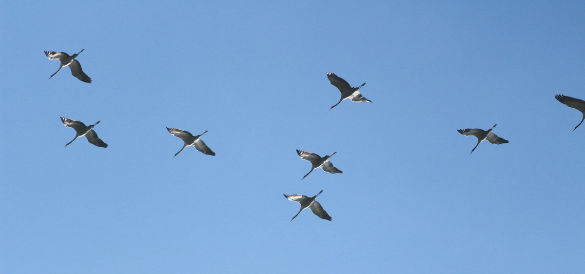 auf dem rückflug