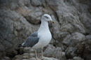 Möwe