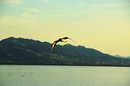 In der Abendsonne erwischt.....Lindau