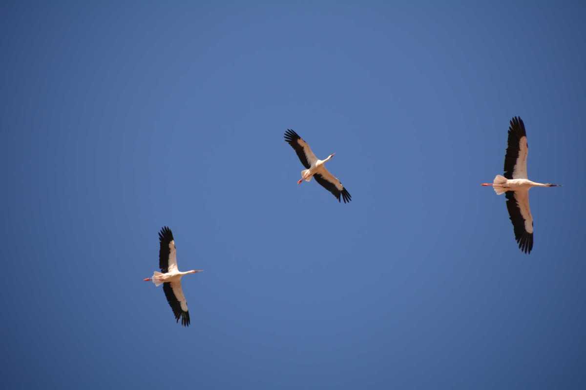 Störche auf dem Weg in den Süden