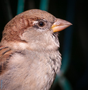 der Spatz