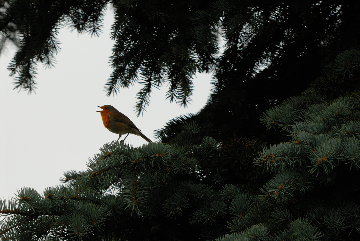 Rotkelchen beim Singen