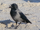 Nebelkrähe an der Ostsee