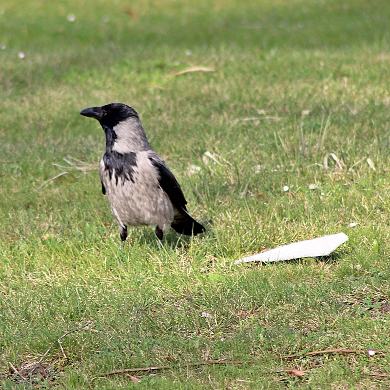 Auch Raben haben Spaß am schönen Wetter 1