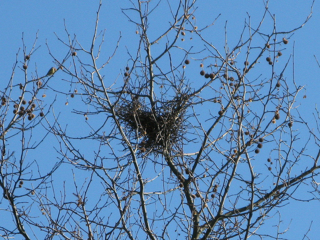 Erste Bauplase eines Elsternestes in einer Platane