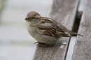 Der Sperling hat es nicht gemerkt
