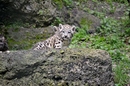 Kleiner Schneeleopard