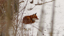 Ruhender Fuchs im Schnee