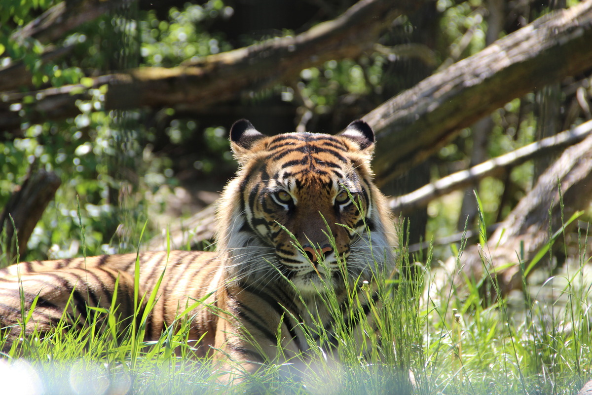 Das ist mal eine Katze ;-)