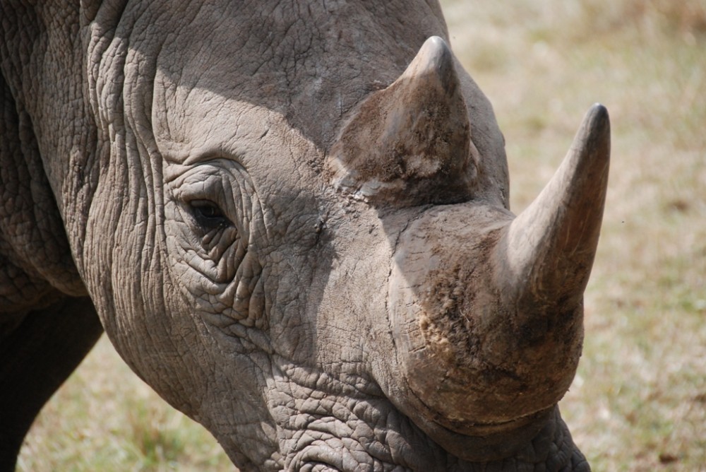 Spitzmaul oder Breitmaul?