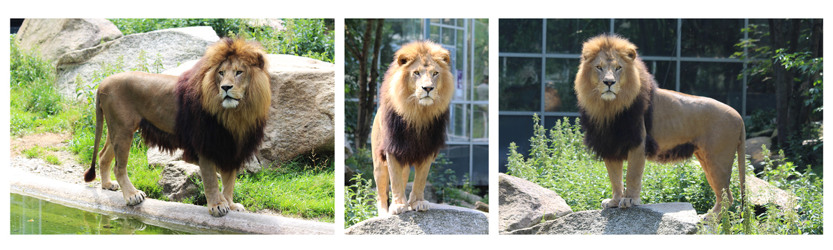 Der König von München.