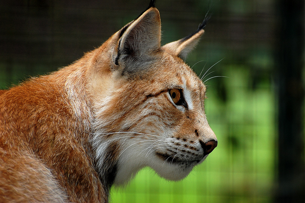 Luchs