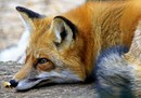 Rotfuchs