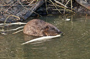 Fotos_Nagetiere & Hasenartige