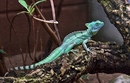 Stirnlappenbasilisk