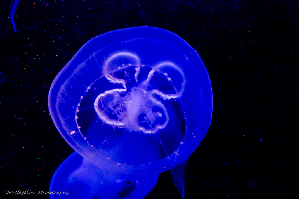 Ohrenqualle - Aurelia aurita