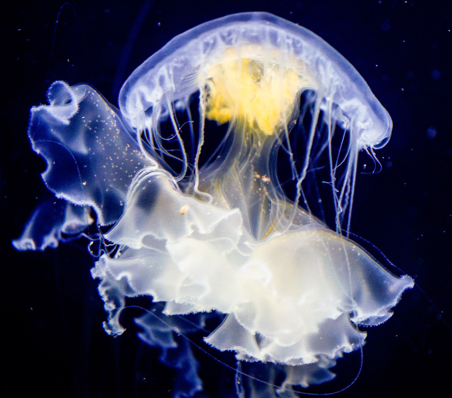 schwebende Qualle.......