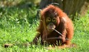 young Orang Utan