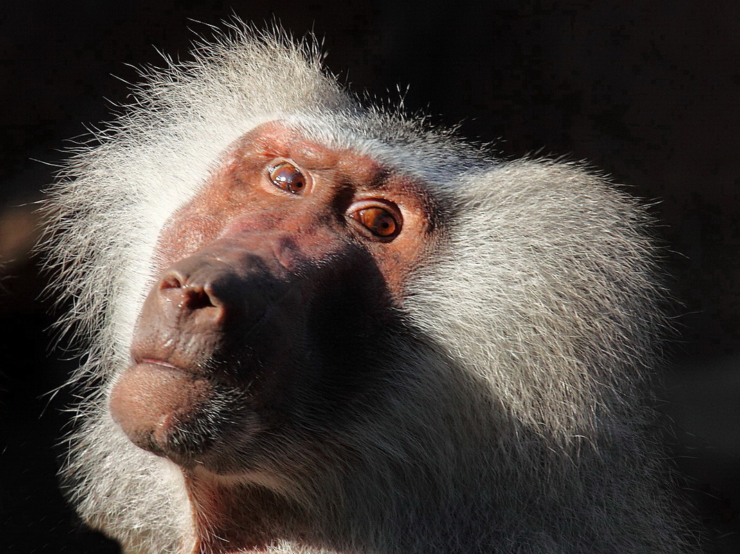 Pavian mit Föhnfrisur...