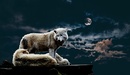 Wolf paar 