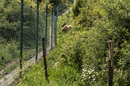 Bärenwald Pristina II
