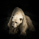 Eisbär