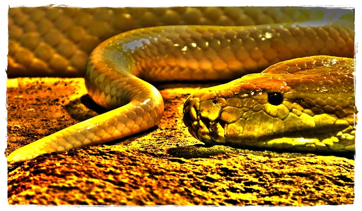 Gelbe Python Schlange