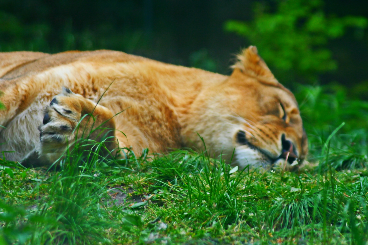 Mittagsruhe-im Eberswalder Zoo