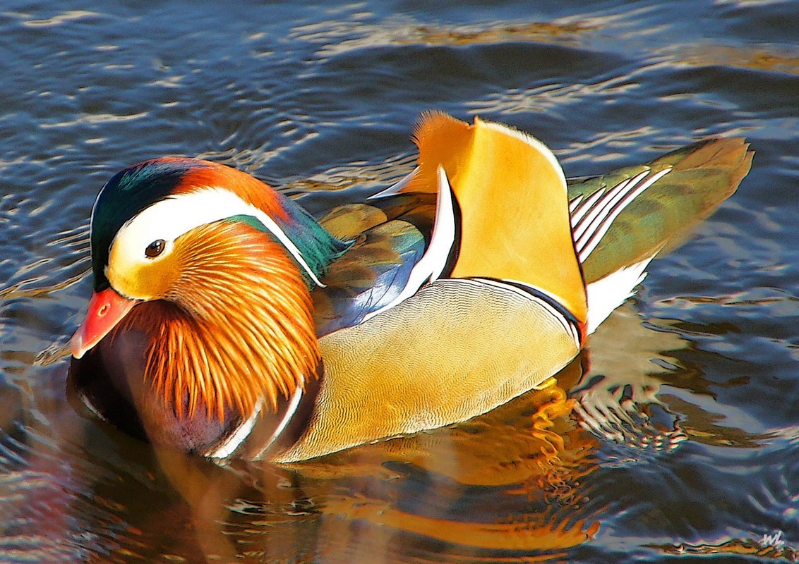 Mandarin Ente