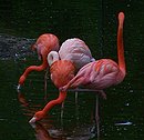 Fotos_Flamingos