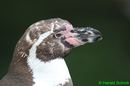 Pinguin